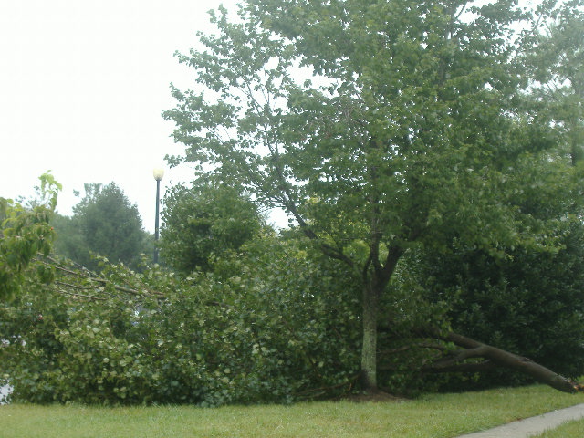 Crews have already relocated this limb.